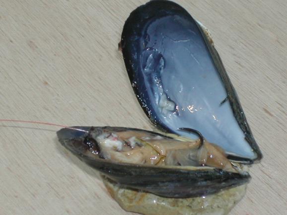 Peche A La Dorade A La Moule Off 74 Cheap Price